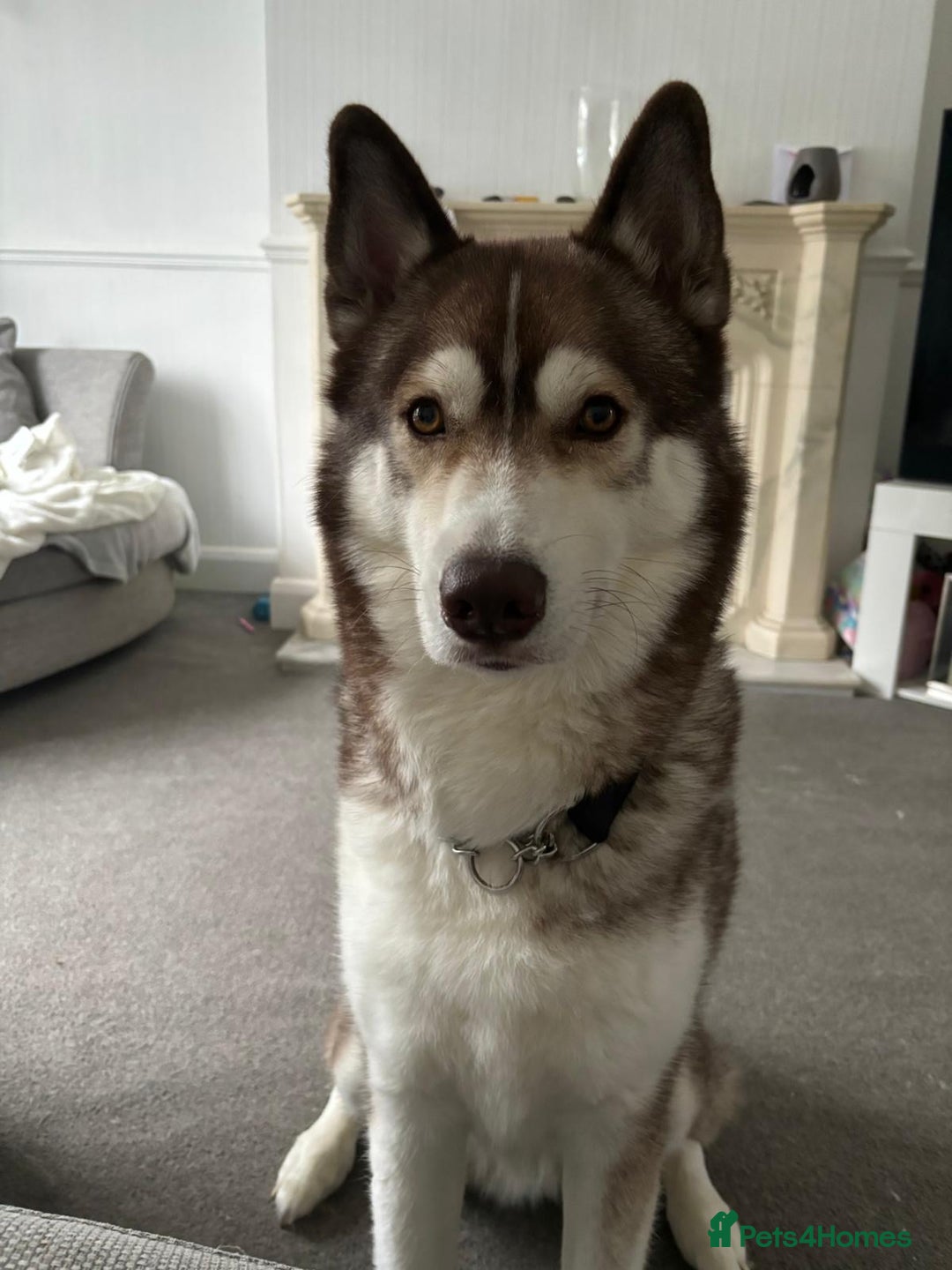 Siberian Husky dogs for sale: Siberian husky male (buck) - Image 5
