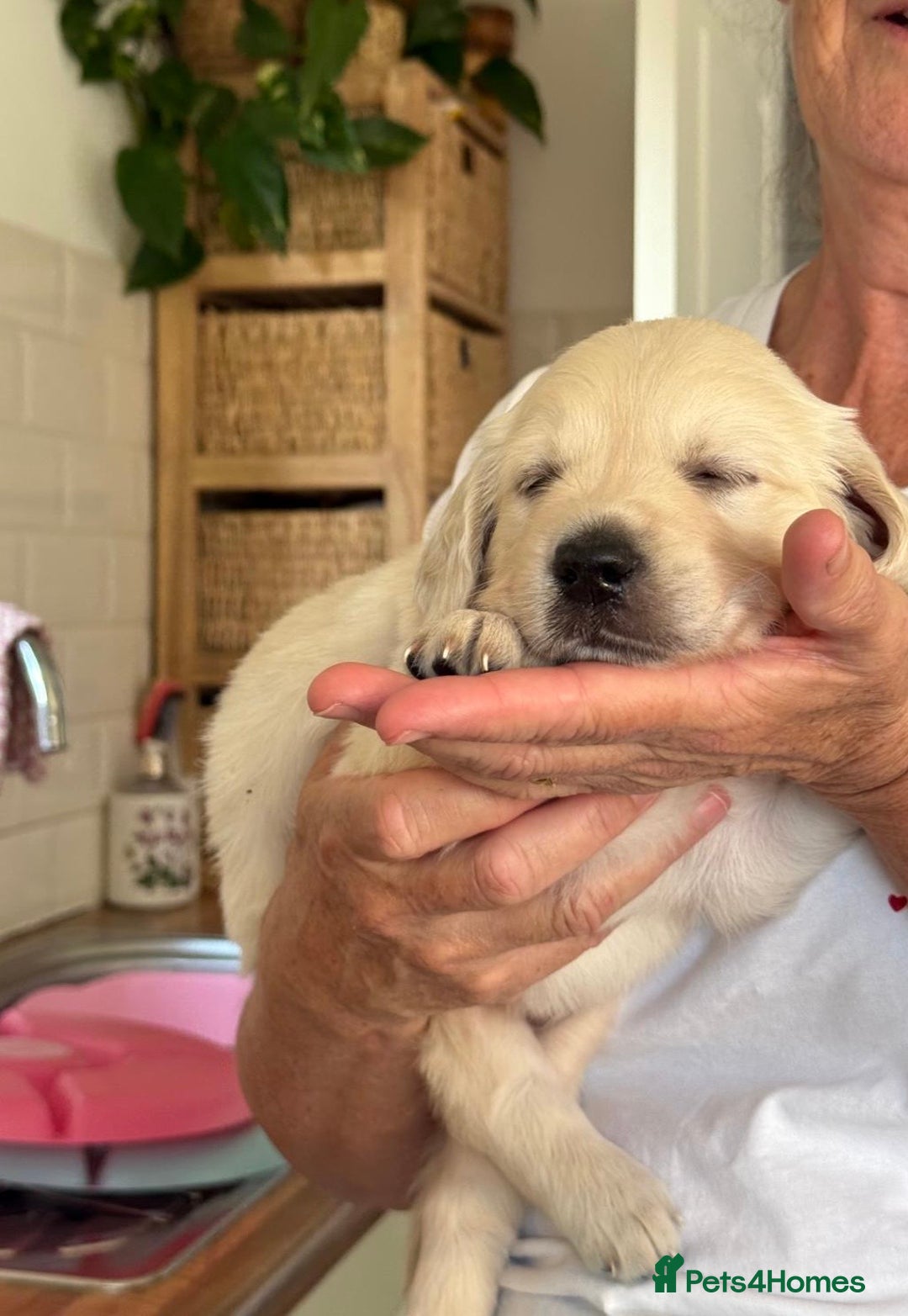 Golden Retriever dogs for sale: Stunning Golden Retriever puppies 🐾 - Image 34