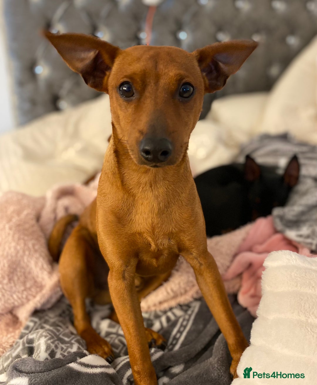 Miniature Pinscher dogs for sale: Loving Homes Wanted for Two Miniature Pinschers - Advert 13