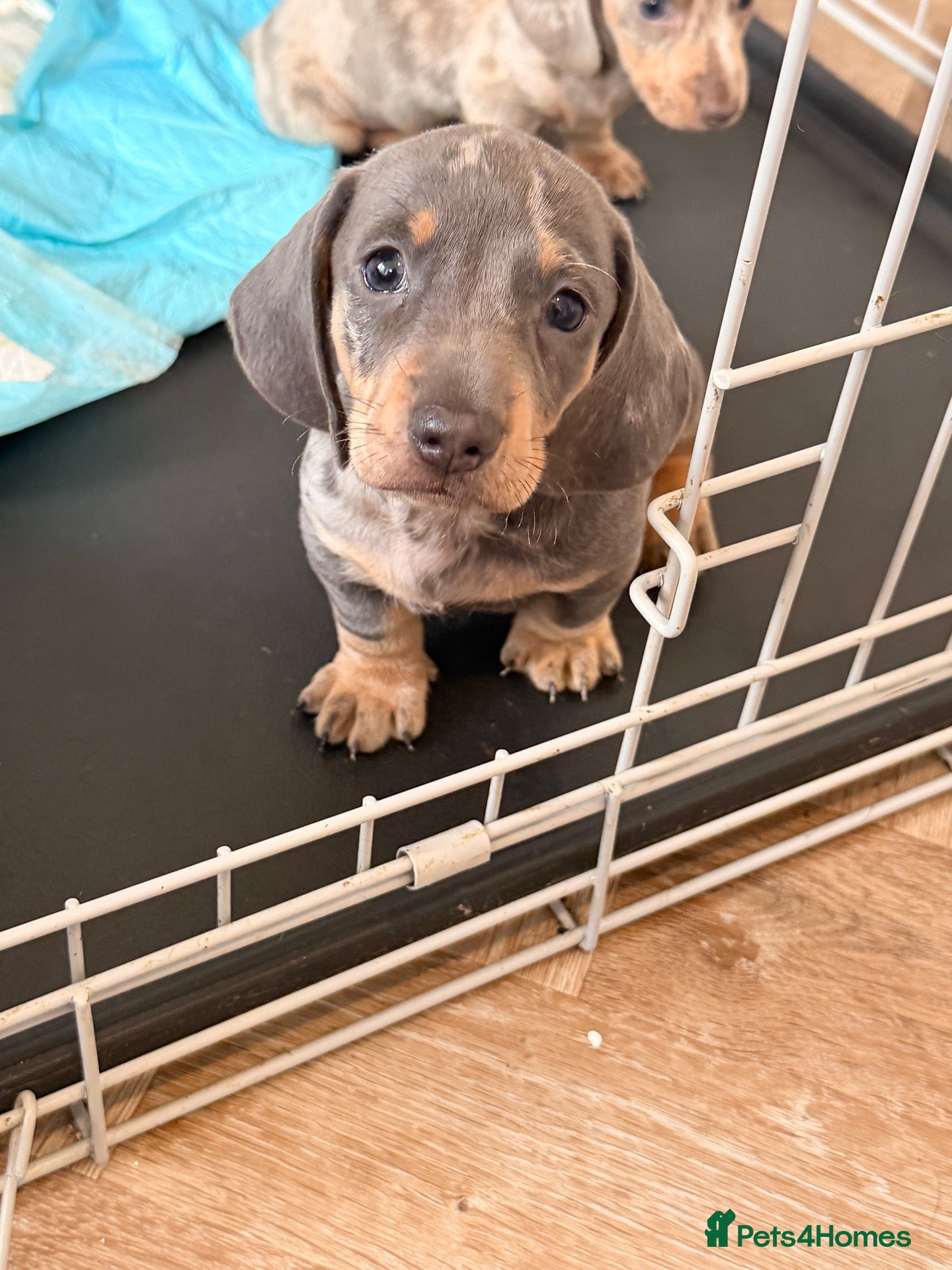 Dachshund dogs Miniture Dashcuand For Sale  - Advert 1