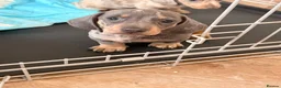 Dachshund dogs for sale: Miniture Dashcuand For Sale  - Advert 1