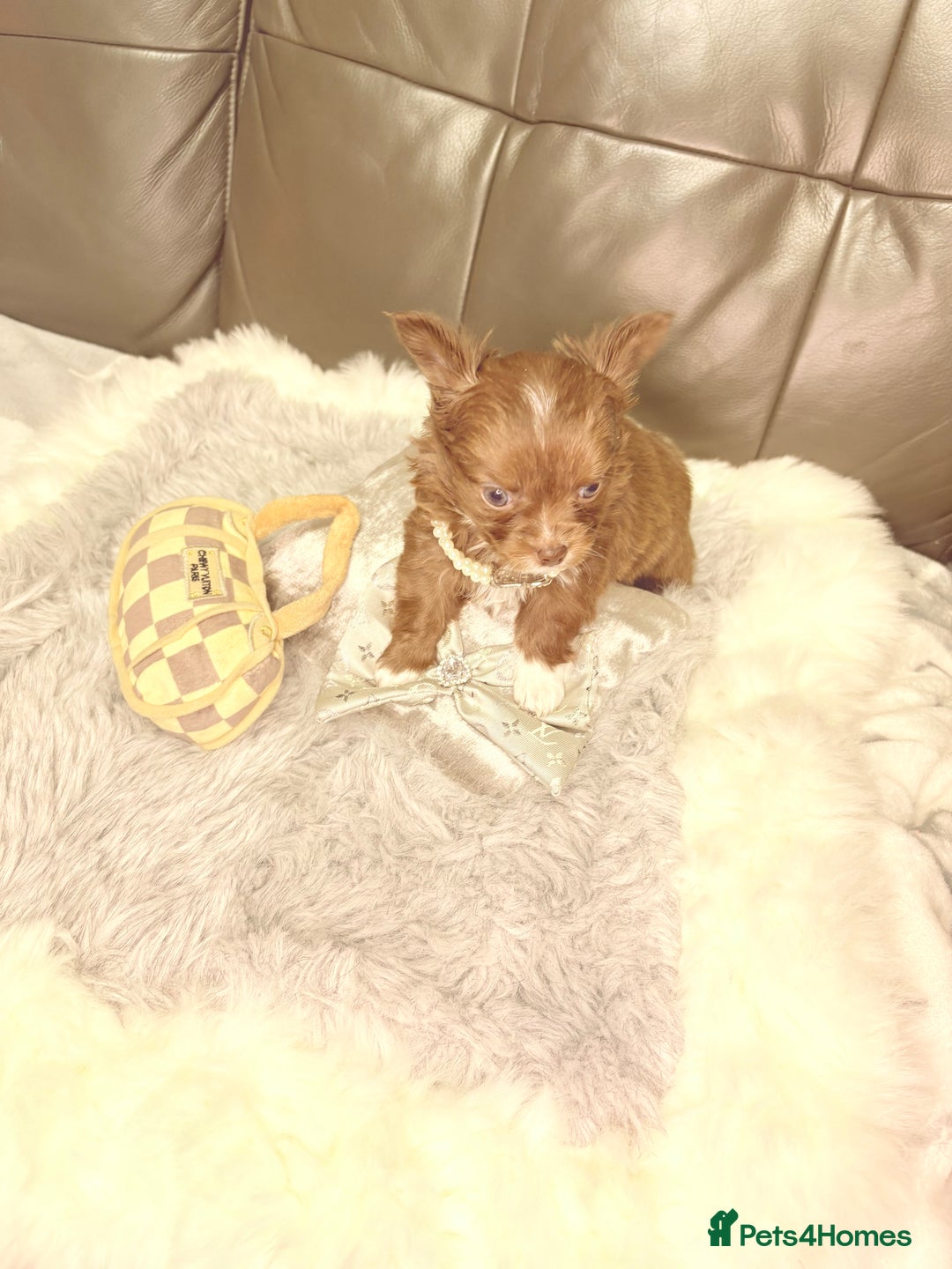 Chihuahua dogs for sale: Stunning tiny Chihuahua puppy’s male female  - Advert 38