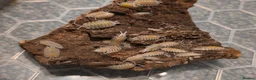 Mixed Breed invertebrates for sale: Mixed invertebrates for sale *see description*  - Advert 10