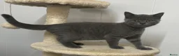 British Shorthair cats for sale: Gorgeous pure British shorthaired kittens - Advert 6