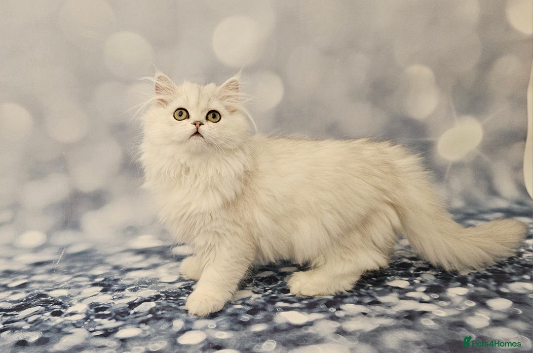 British Longhair cats for sale: Excellent Scottish straight Highland Kittens - Image 4