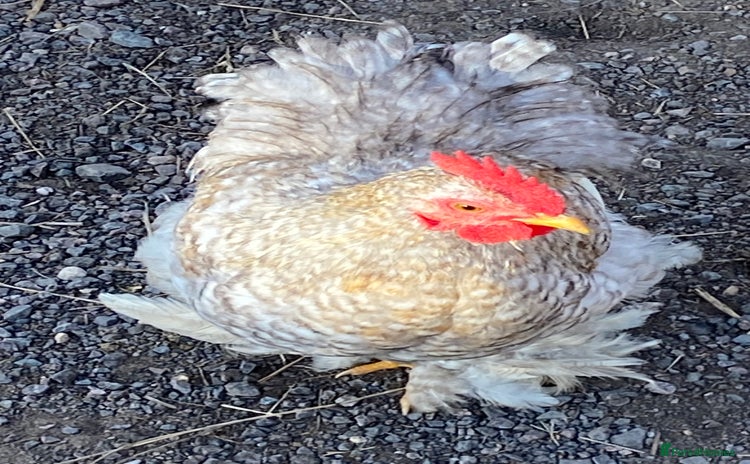 Chickens poultry - Advert 7