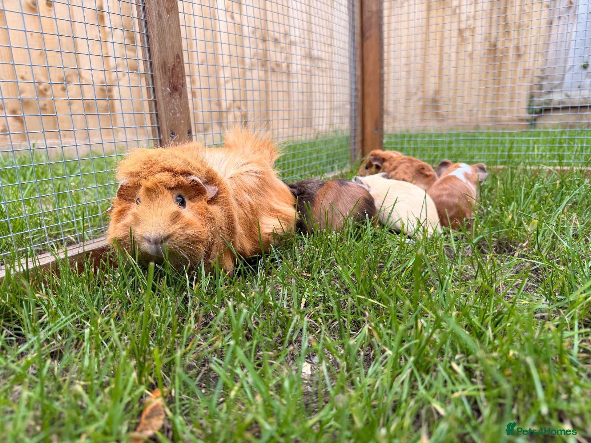 Guinea Pig rodents Abyssinian mixed   - Advert 4