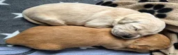 Golden Retriever dogs for sale: 5 Beautiful Golden Retriever's  - Advert 17