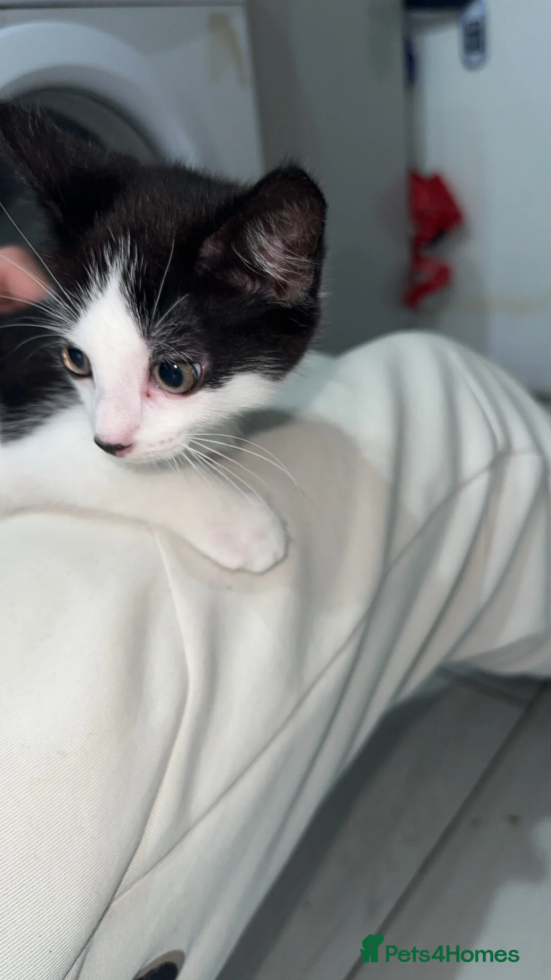 British Shorthair cats for sale: 2 lovely black and white shorthairs - Advert 20