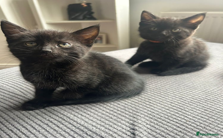 Domestic Shorthair cats - Advert 7