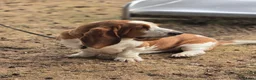 Basset Hound dogs for stud: Basset Hound Proven Stud - Advert 8