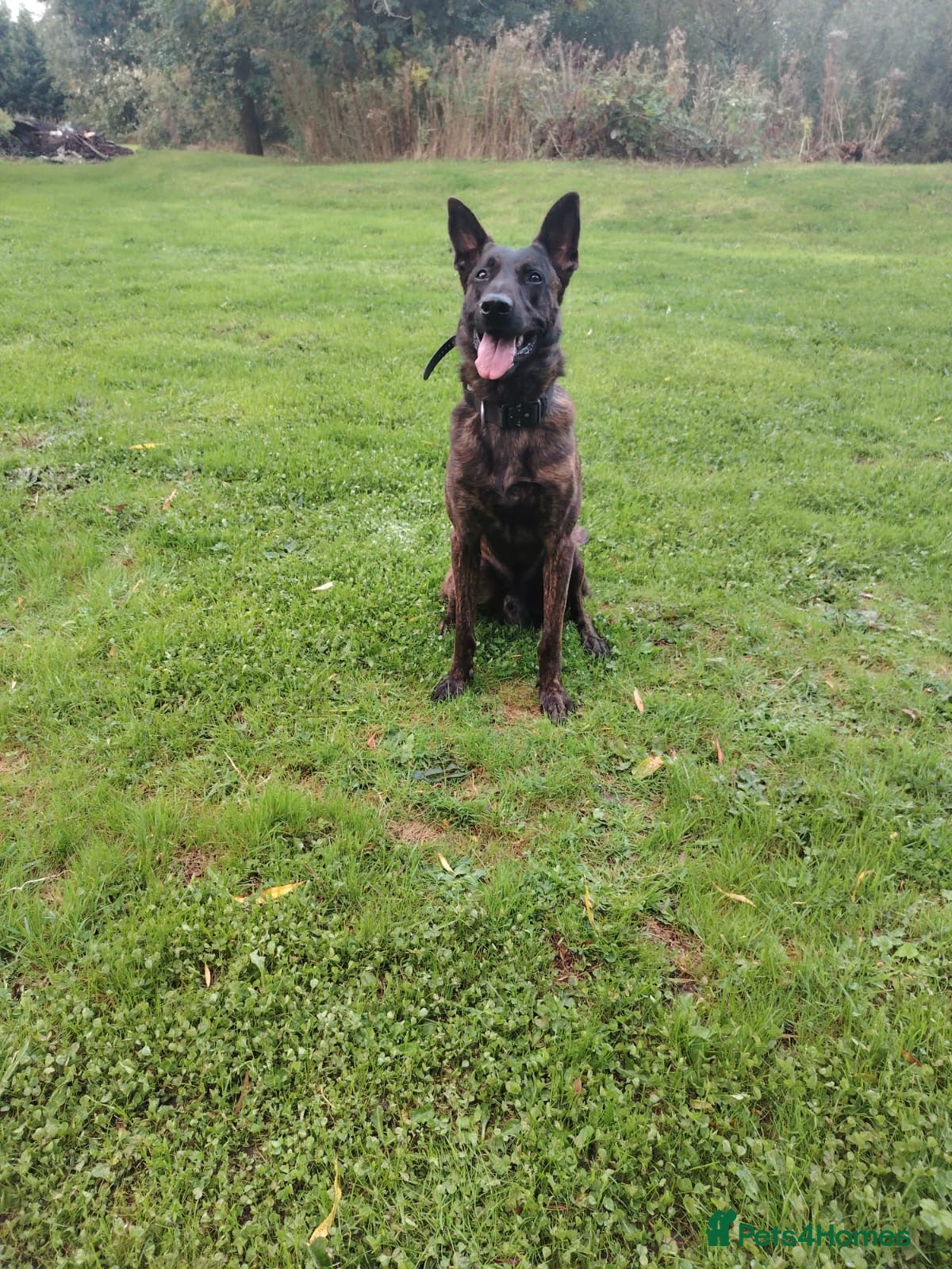 Mixed Breed dogs Belgian MalinoisxDutch Herder available in 2 weeks - Advert 2