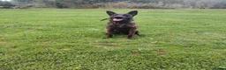 Mixed Breed dogs for sale: Belgian Malinois x Dutch Herder in Leyland - Advert 3