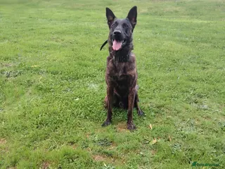 Mixed Breed dogs Belgian MalinoisxDutch Herder available in 2 weeks - Advert 2