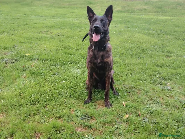 Mixed Breed dogs Belgian Malinois X Dutch Herder puppies. - Advert 10