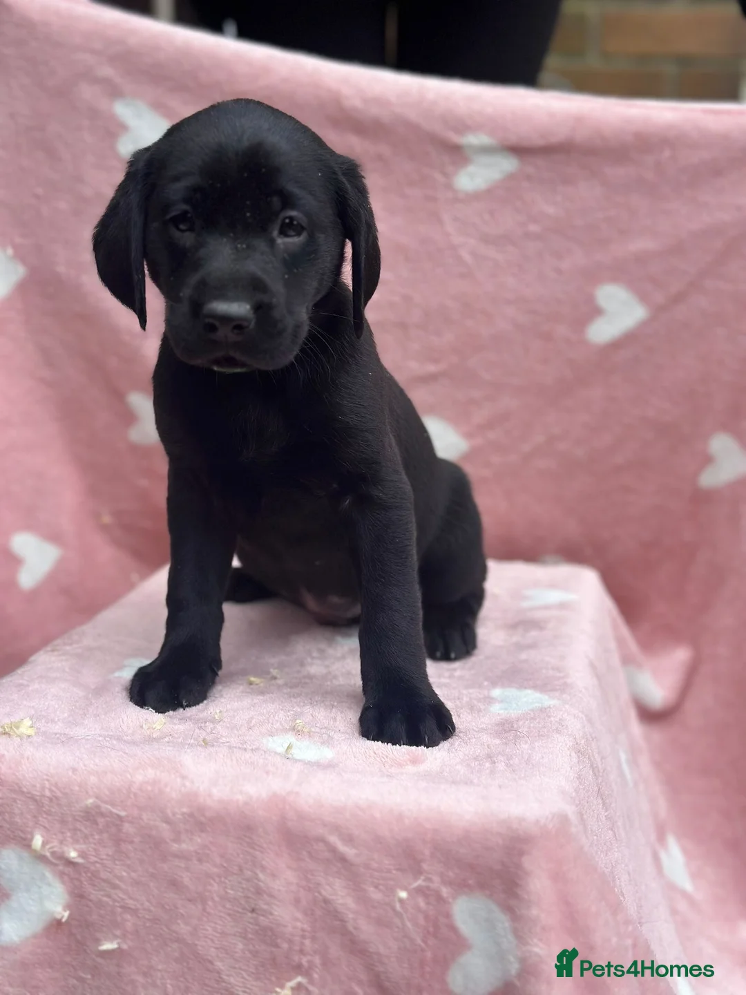 Labrador Retriever dogs for sale: Labrador puppys - Advert 2