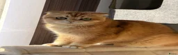 British Shorthair cats for sale: Rehoming  - Advert 4