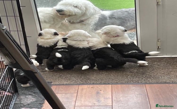 Old English Sheepdog dogs - Advert 1