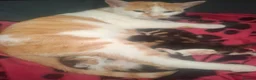 British Longhair cats for sale: Kittens  in Walsall - Advert 9