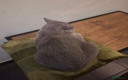 British Shorthair cats for sale: Beautiful soft, fluffy and loving Boys  - Image 10