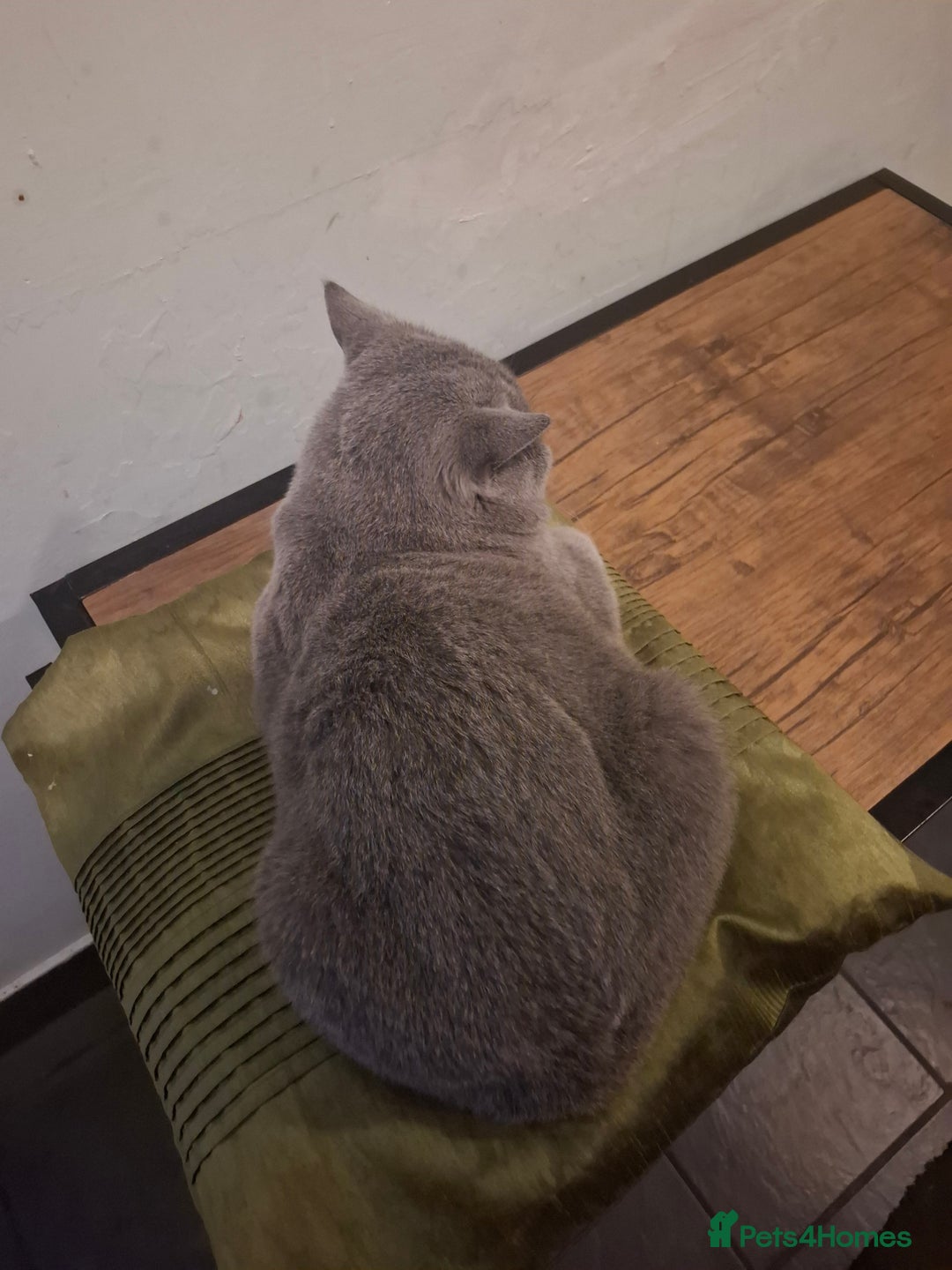 British Shorthair cats for sale: Beautiful soft, fluffy and loving Boys  - Image 10