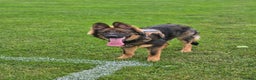 German Shepherd dogs for sale: Mack  - Advert 3