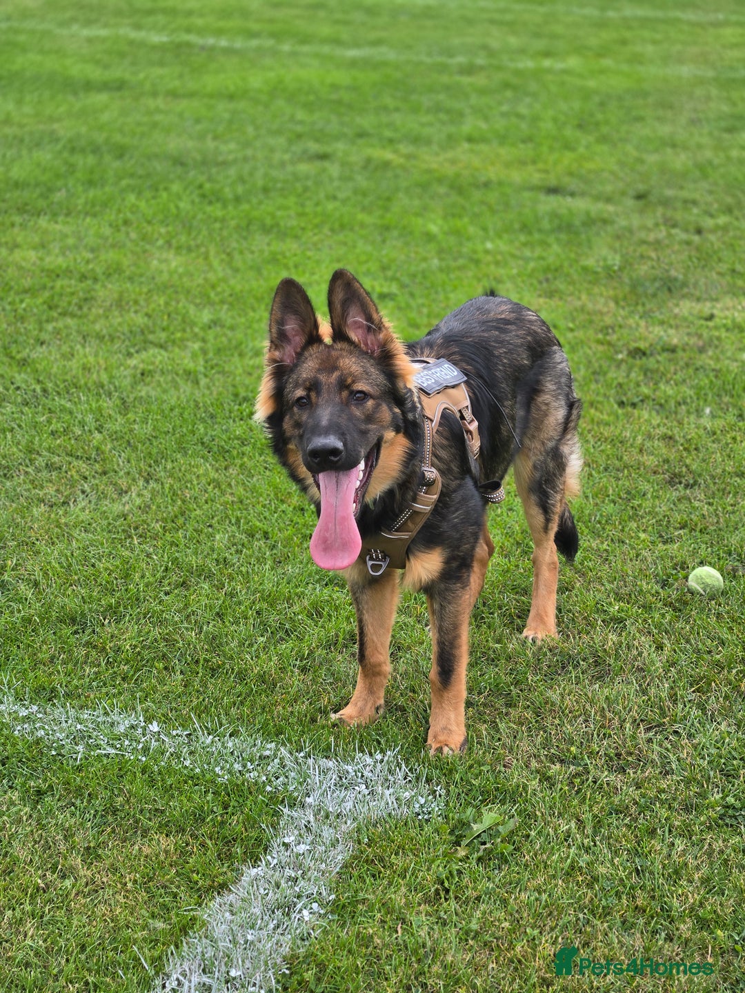 German Shepherd dogs for sale: Mack  - Advert 3