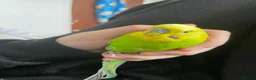 Budgerigars birds for sale: Two bonded budgies for sale! in Preston - Advert 4