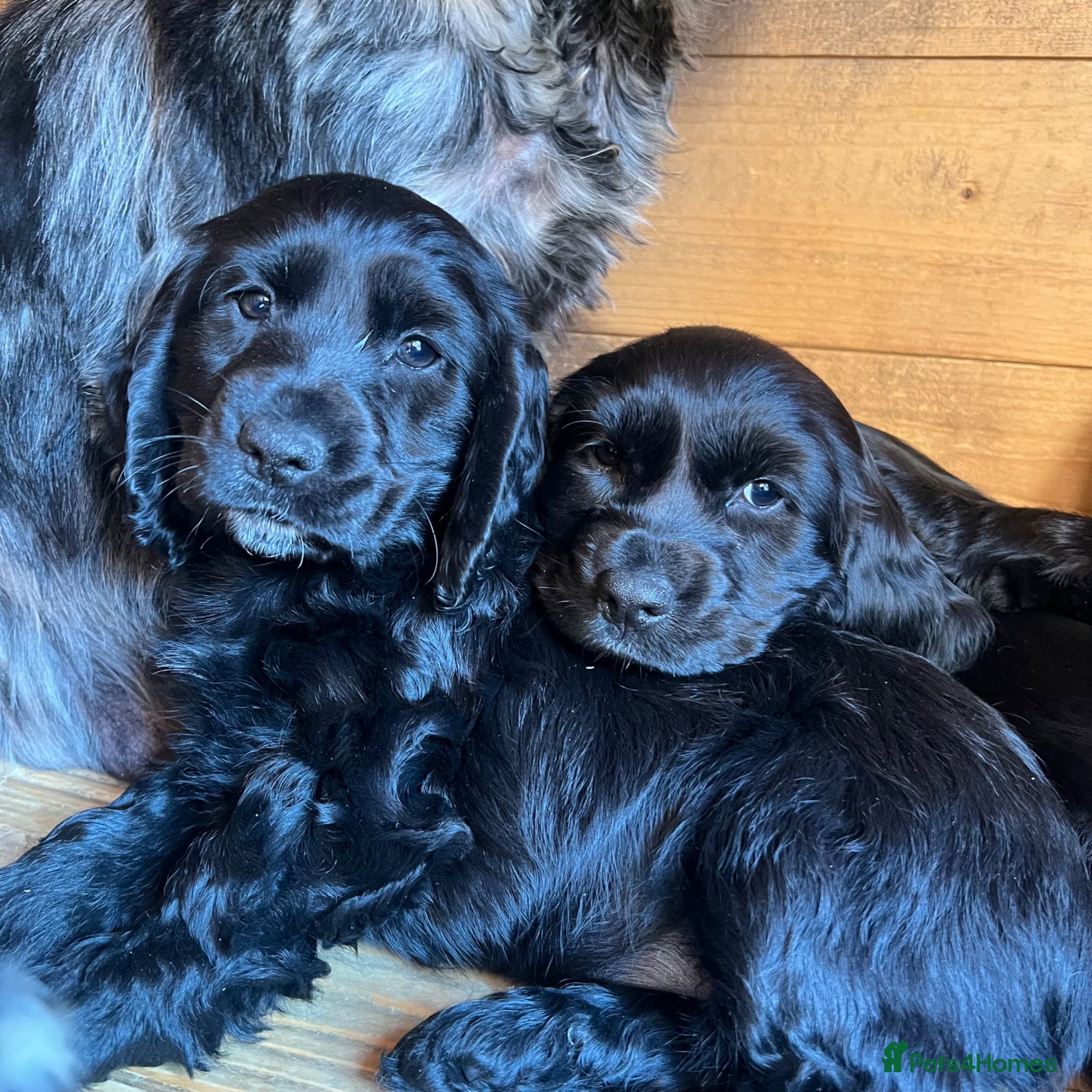 Cocker Spaniel dogs for sale: Beautiful black cocker spaniels girls for sale  - Advert 1