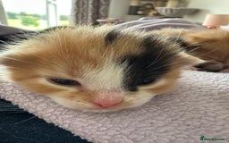 Domestic Shorthair cats for sale: 8 Beautiful kittens with stunning markings  - Image 6