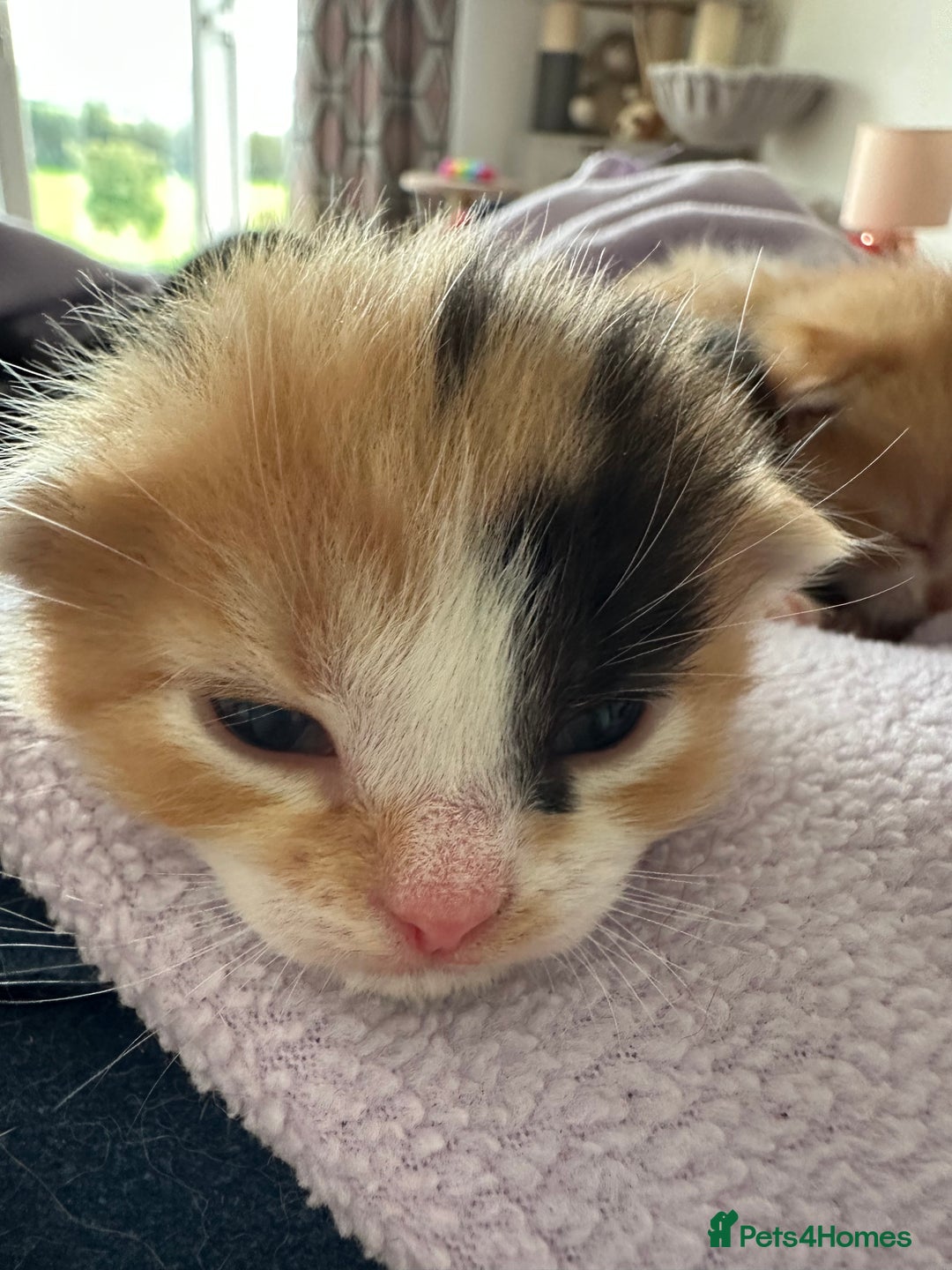 Domestic Shorthair cats for sale: 8 Beautiful kittens with stunning markings  - Image 6