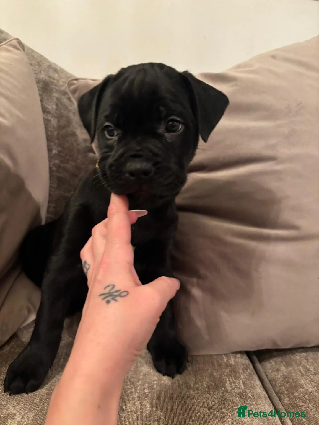 Mixed Breed dogs for sale: Presa Canario/Cane Corso Puppies 🐶 - Advert 4