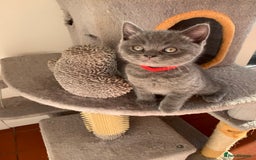 British Shorthair cats for sale: British Short Hair Kittens  - Image 11