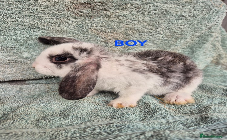 Mini Lop rabbits in Launceston - Advert 1