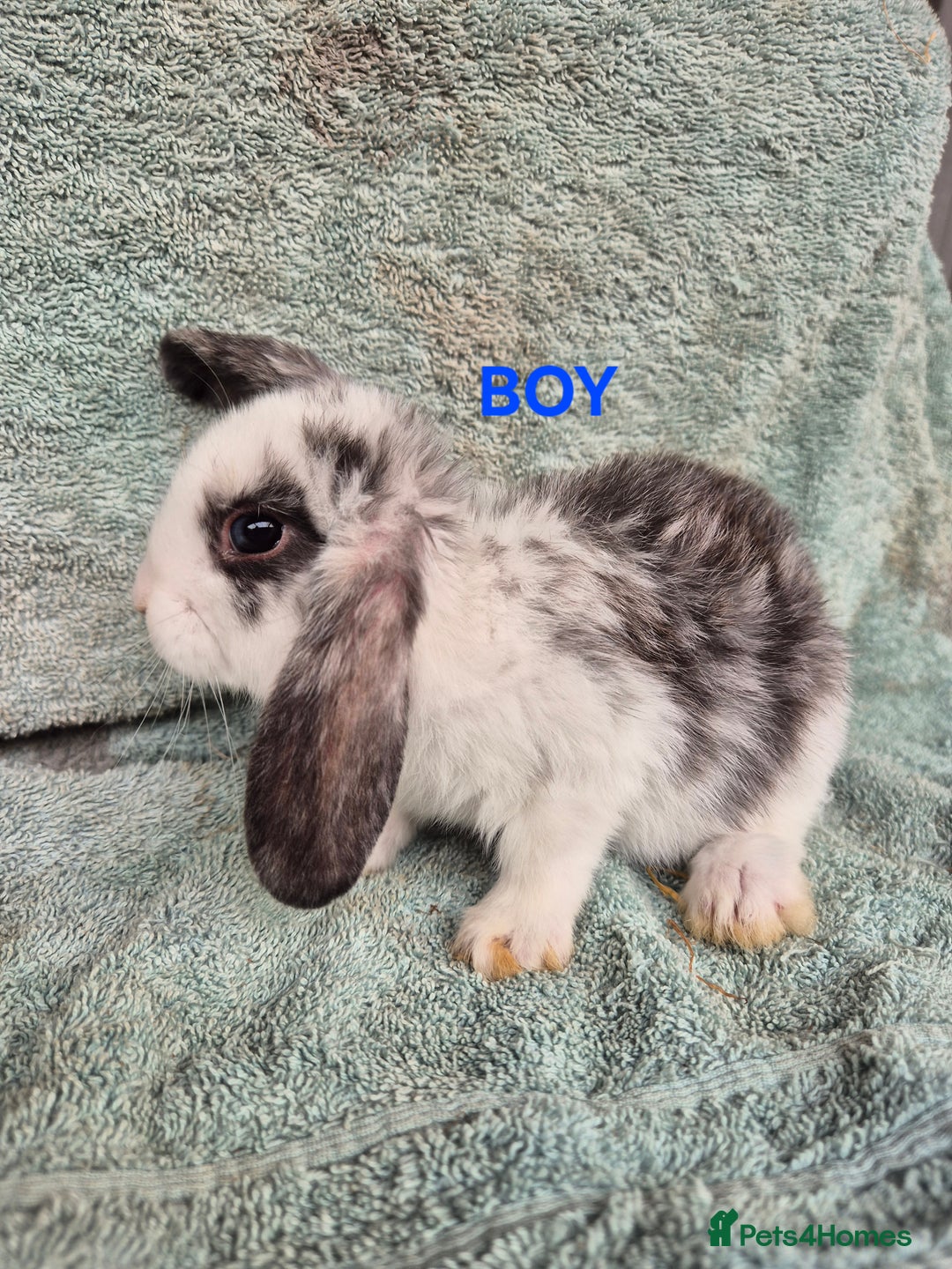 Mini Lop rabbits for sale: Mini Lop Bunnies looking for new homes  in Launceston - Image 1