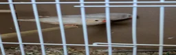 Finches birds for sale: Isabella zebra finches pair - Advert 1
