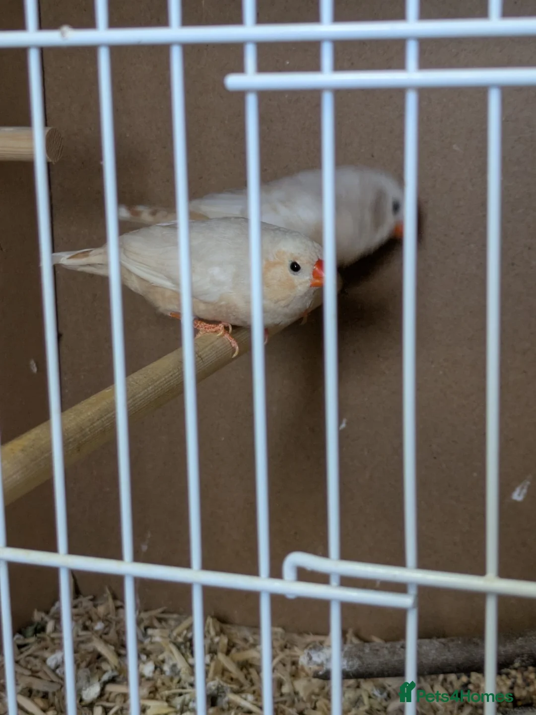 Finches birds for sale: Isabella zebra finches pair - Advert 1