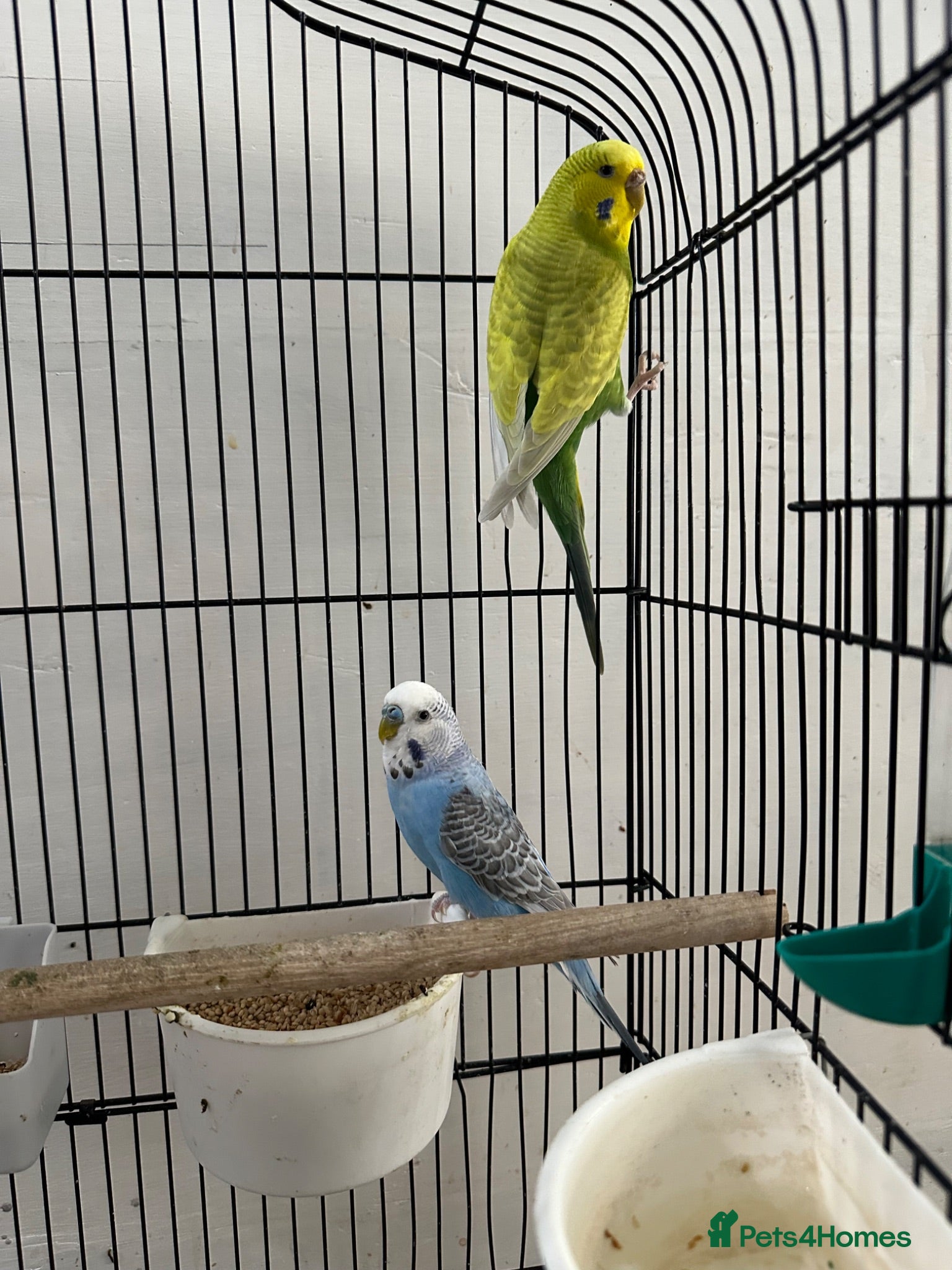 Budgerigars birds Pair of Budgerigar - Advert 1