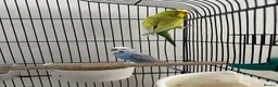 Budgerigars birds for sale: Pair of Budgerigar in Port Talbot - Advert 1