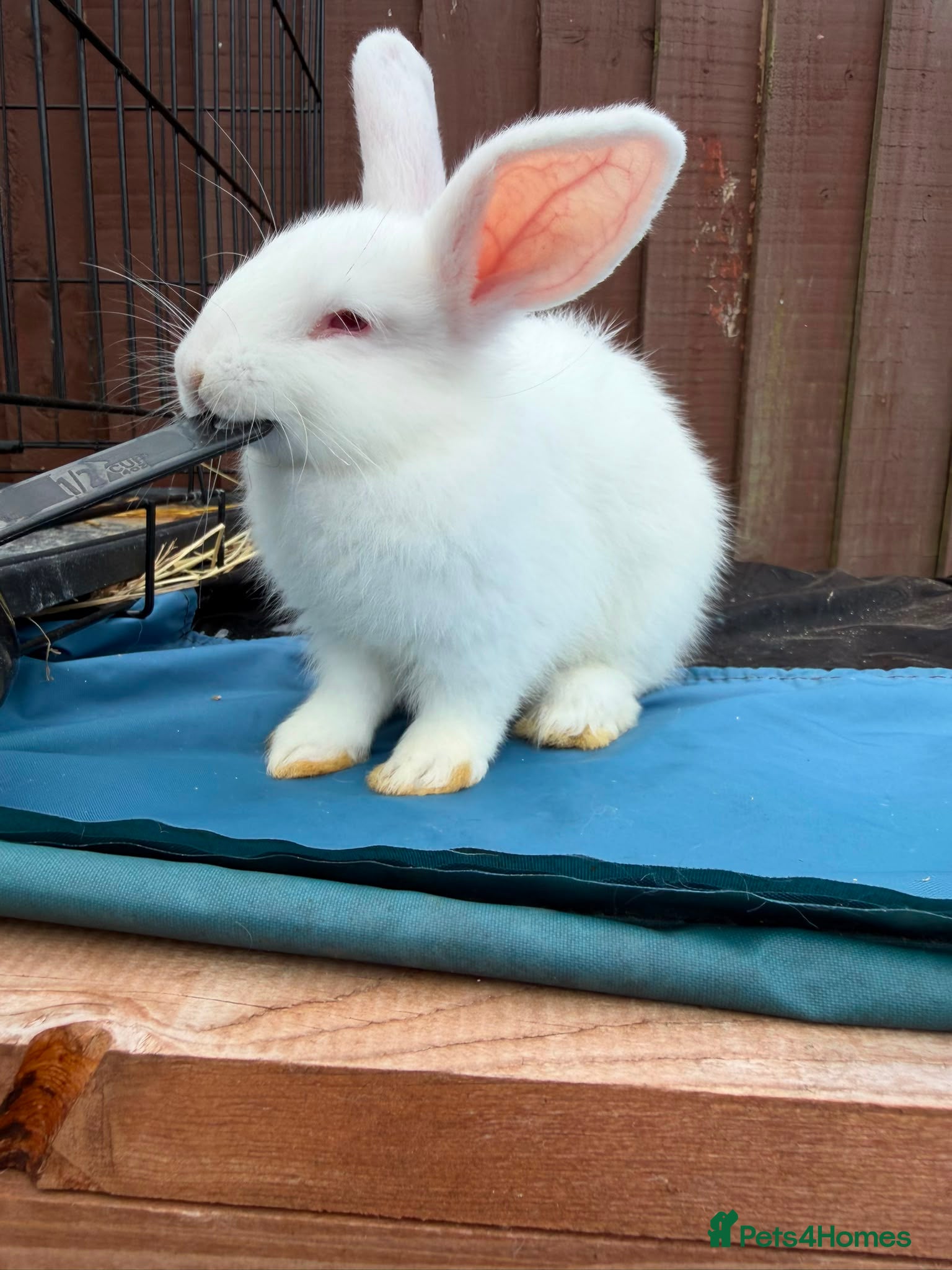 Mini Lop rabbits 3 x Mini Lop X angora Boys available to leave - Advert 1