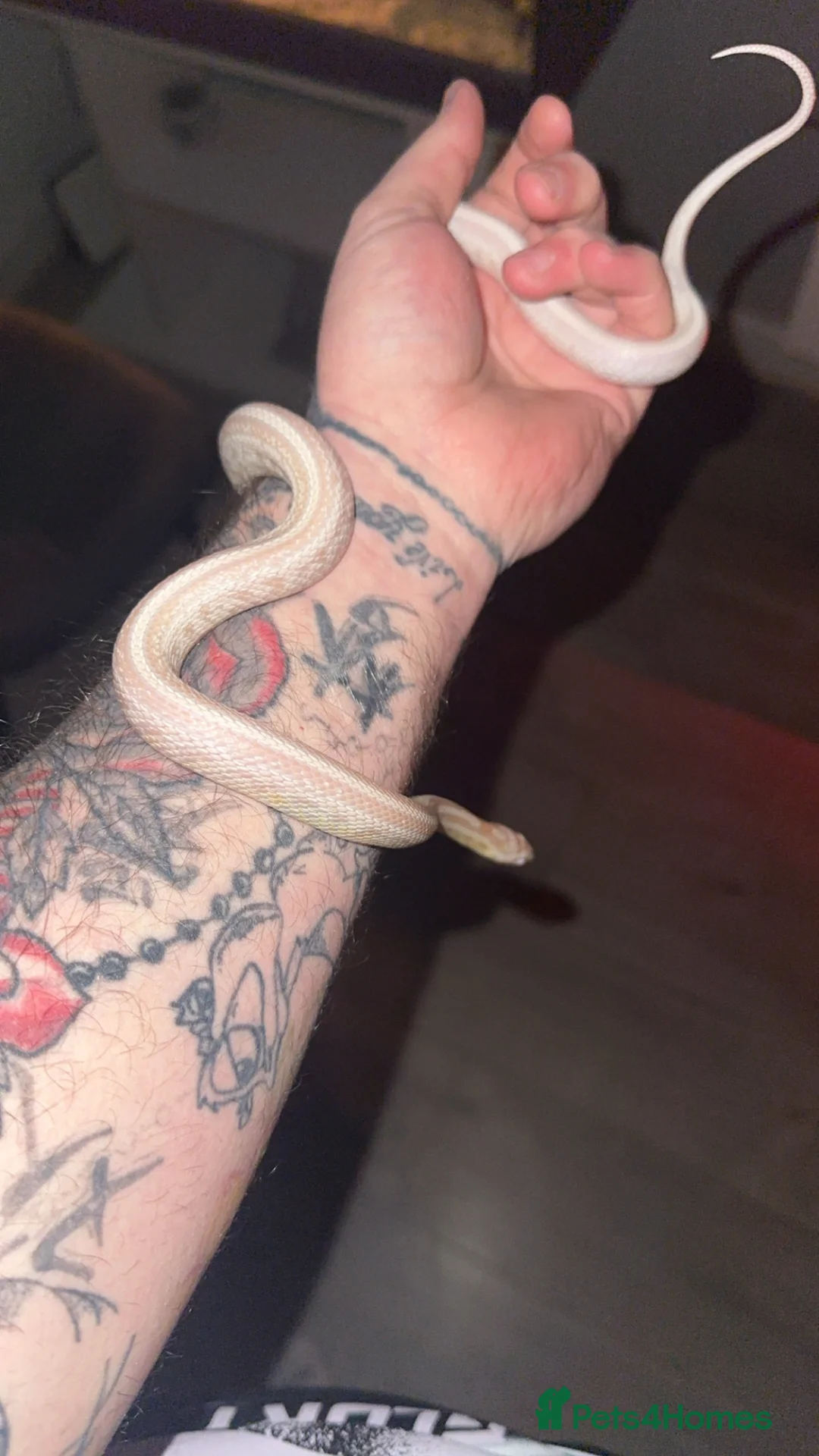 Corn Snake reptiles for sale: Corn snake  - Advert 2