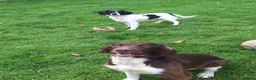 English Springer Spaniel dogs for sale: English Springer Spaniel Puppies - Advert 17