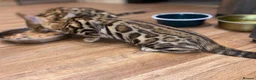 Bengal cats for sale: Top quality bengals kittens available now in Watford - Advert 19