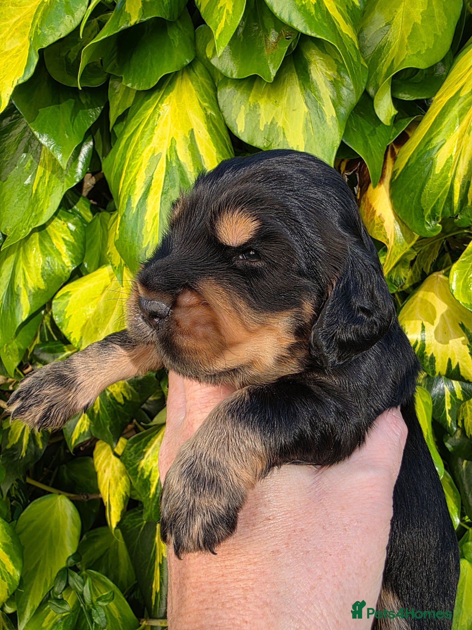 Cocker Spaniel dogs for sale: Black and chocolate tan point cockers  - Advert 21