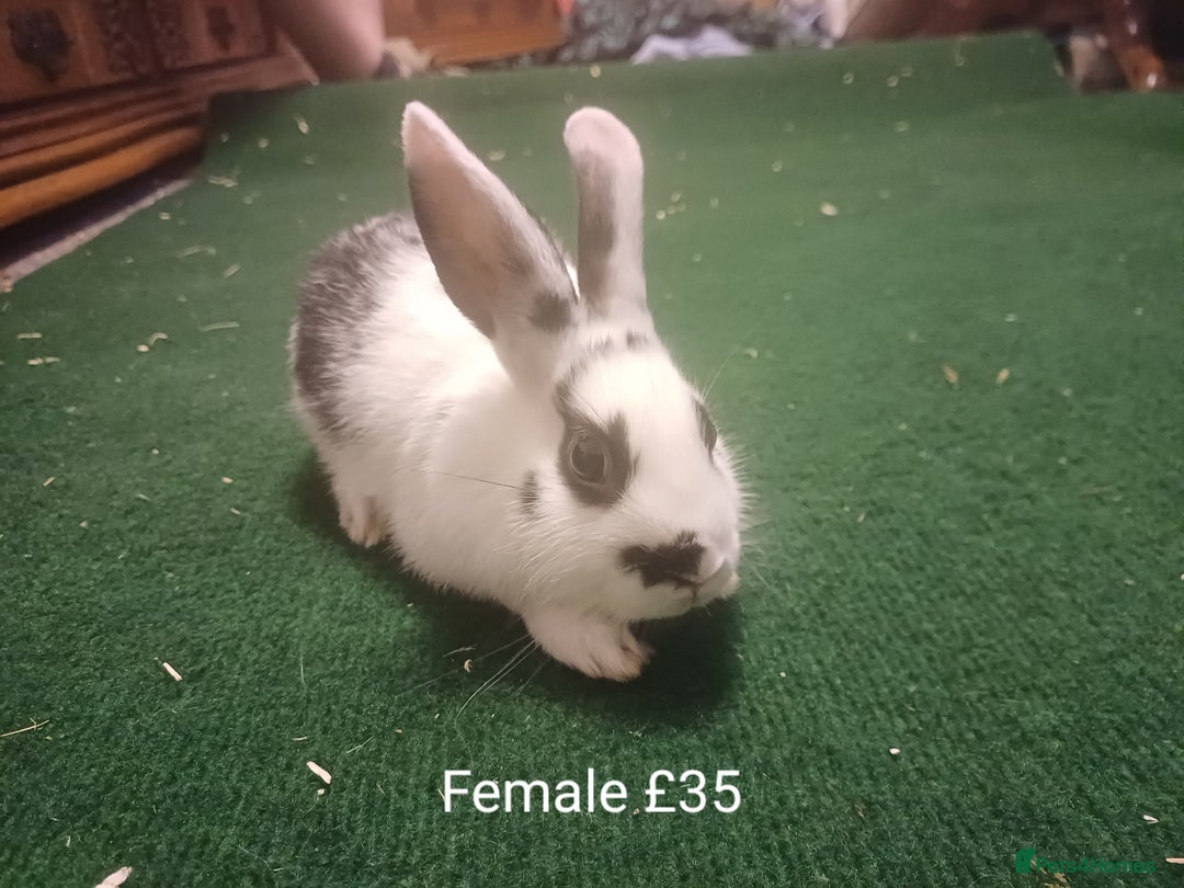Lionhead rabbits for sale: 4 Cute Baby Lionhead X Mini Lop Rabbits - Image 2