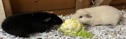 Guinea Pig rodents for sale: Pure bred Teddy girls/sows - Advert 10