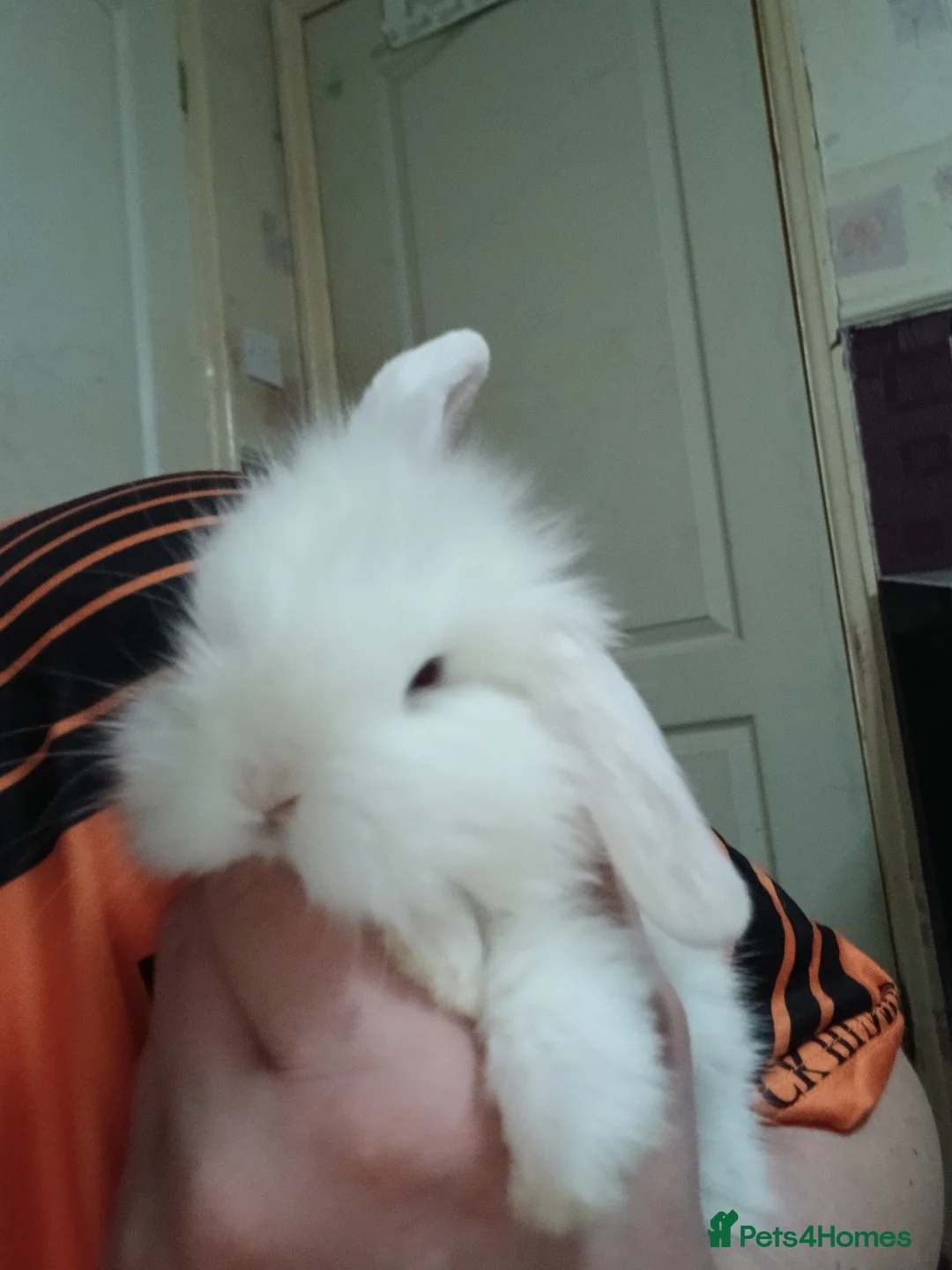 Mixed Breed rabbits for sale: Albino cross lion head babies  in Sunderland - Advert 6