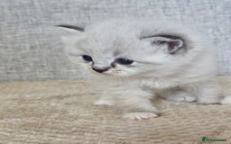 Ragdoll cats for sale: Stunning registered seal tabby ragdoll GC lines - Image 27