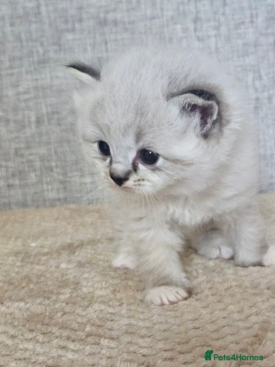 Ragdoll cats for sale: Stunning registered seal tabby ragdoll GC lines - Image 27
