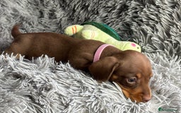 Miniature Dachshund dogs for sale: Last one available PRA Clear Miniature Dachshund  - Advert 8